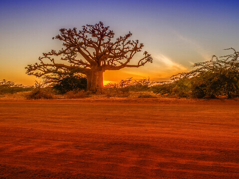 un baobab sur un coucher de soleil au Senegal